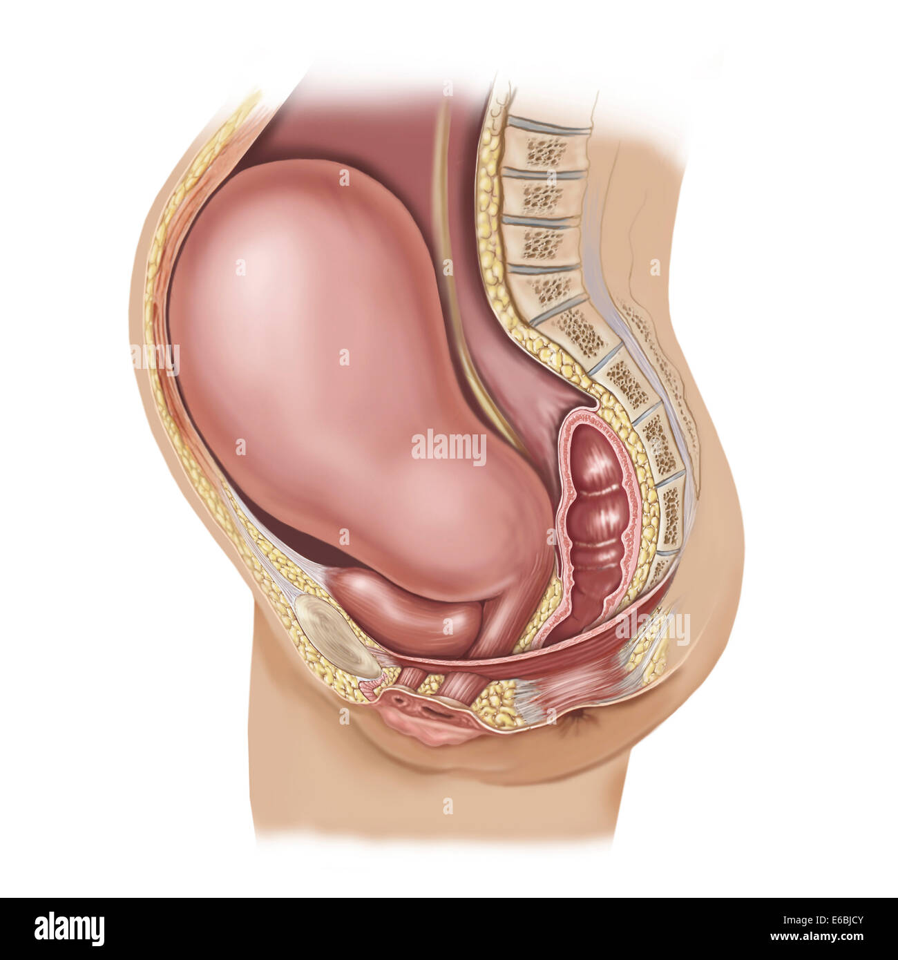 Sagittaler Ansicht der schwangeren Gebärmutter zeigt verdrängt Beckenorgane. Stockfoto