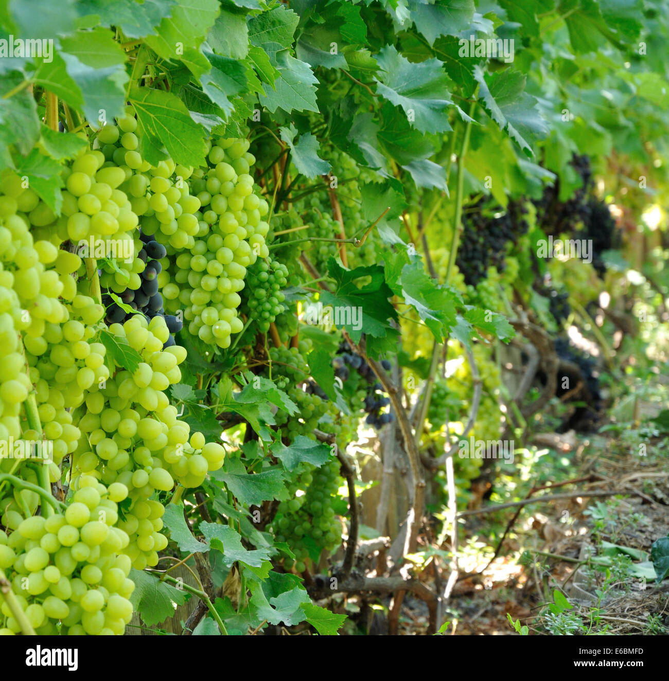 Pflanzung von blauen und grünen Trauben voller reifer Früchte Stockfoto