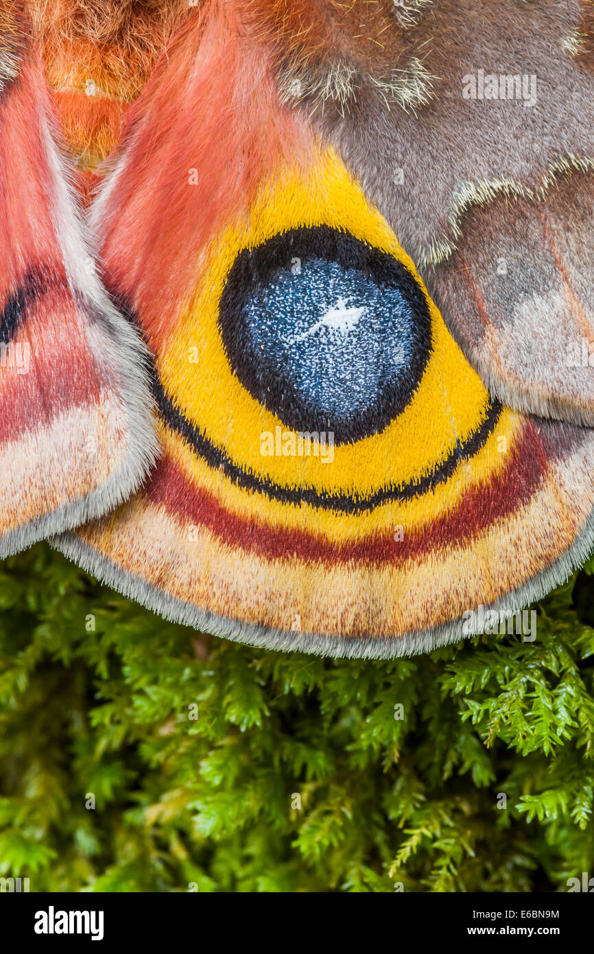 IO Motte (Automeris Io) Nahaufnahme Detail des Siedlungslandes am Analwinkel weiblich.  Diese falschen Auge erschreckt Raubtiere wenn geflasht. Stockfoto