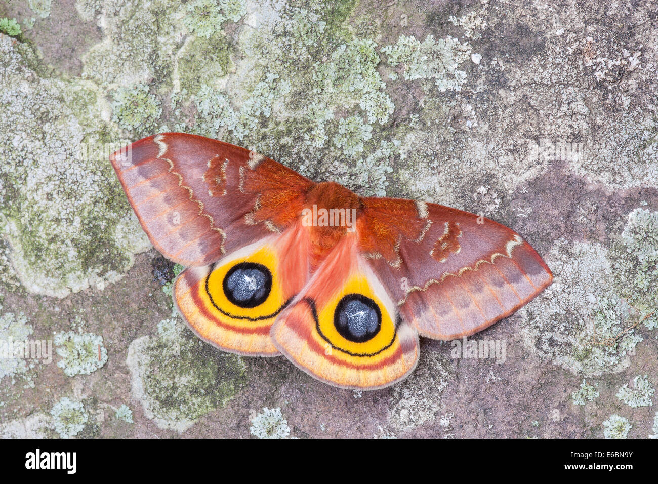 IO Motte (Automeris Io) weiblich blinkende Augenflecken auf Flechten bedeckt Rock.  Diese Anzeige wird kleine Raubtiere erschrecken. Stockfoto