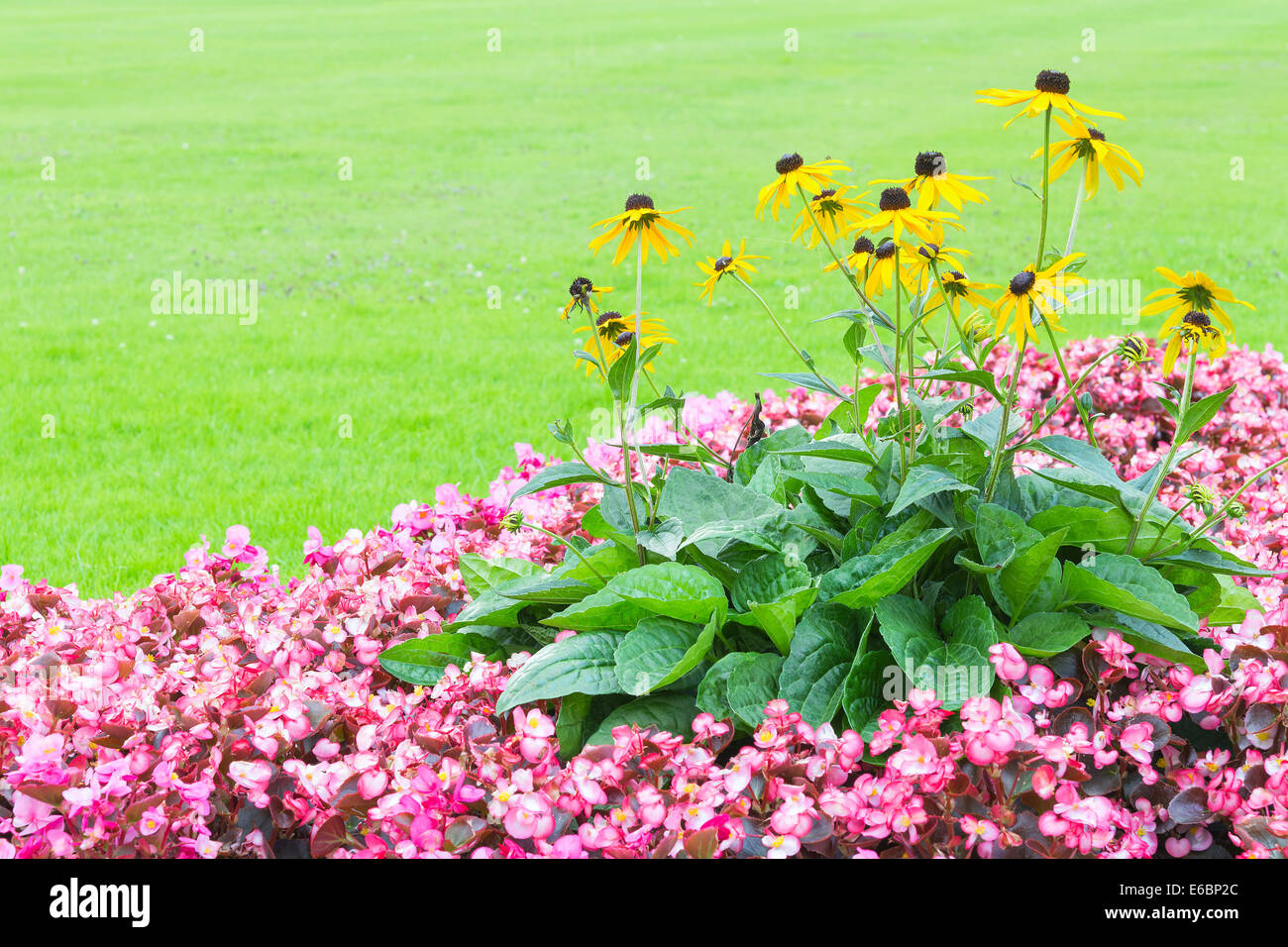 Floral Winkel Tapeten mit rosa und gelbe Blumen auf dem frischen grünen Rasen und Kopie-Freiraum für Ihren text Stockfoto
