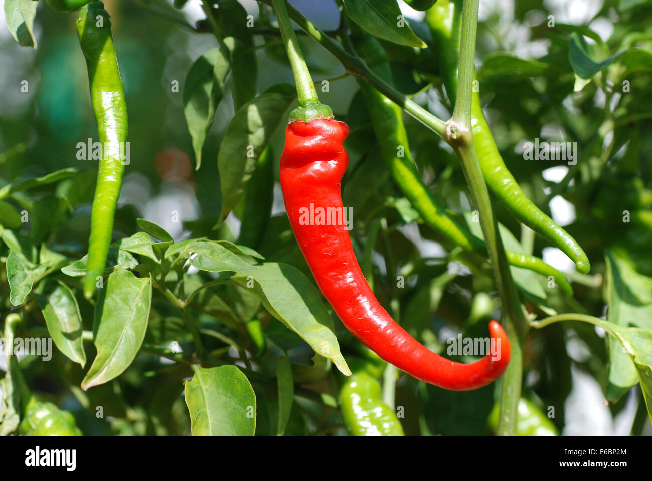 Rote und grüne Chilischoten auf Anlage Stockfoto