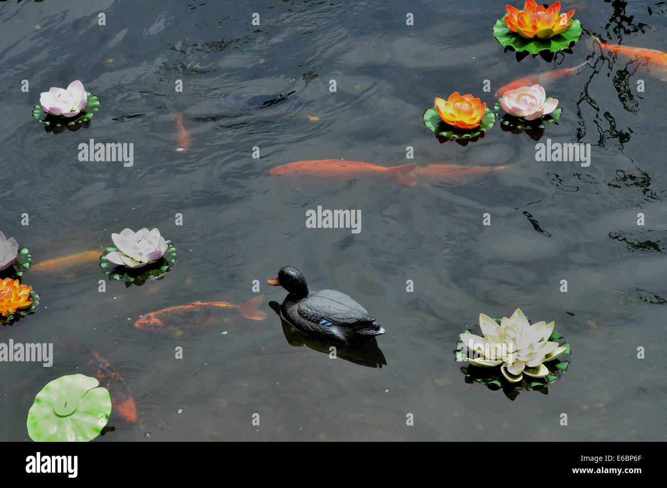Koi Fische, Enten und Lotus Blumen im Gartenteich Stockfotografie Alamy