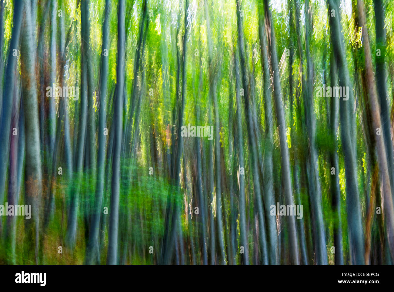 Abstrakte Bewegungsunschärfe von Bäumen in einem Wald mit geänderten Farben. Stockfoto