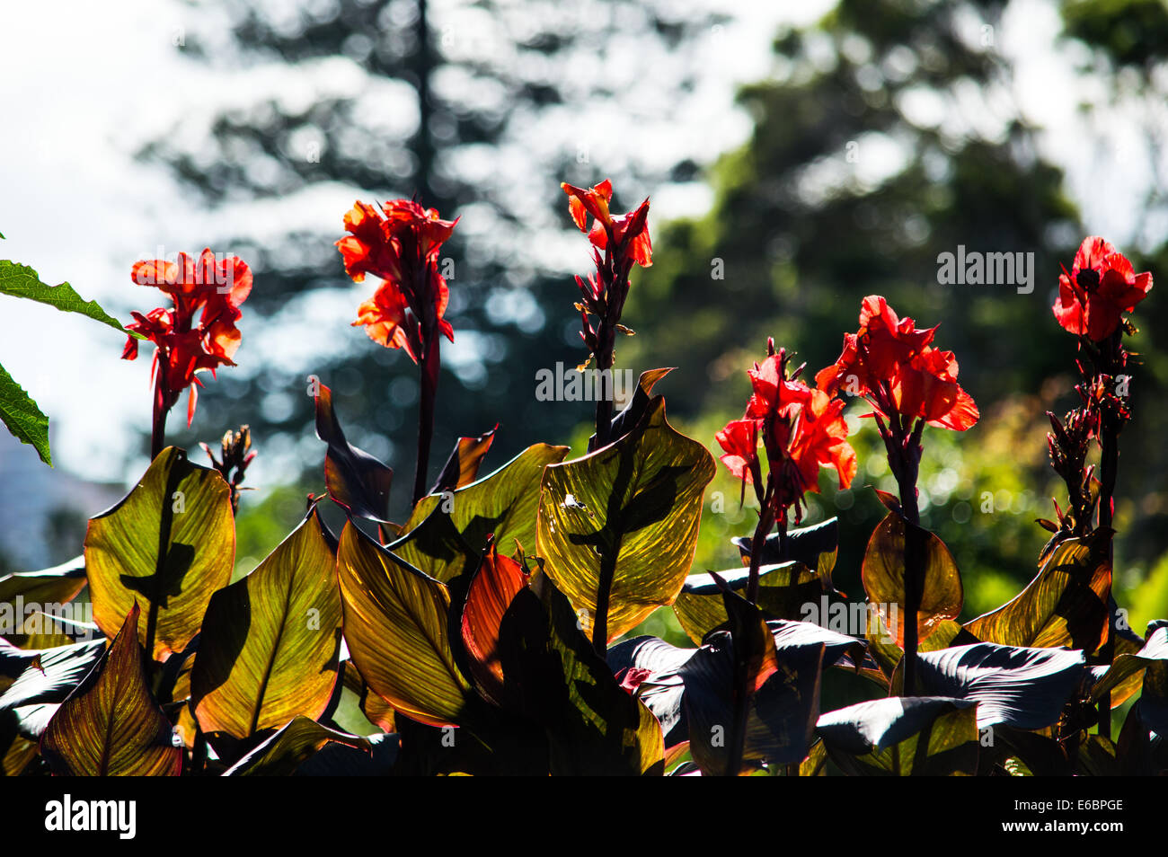 Atemberaubende Farben der Blumen in australischen botanischen Gärten hervorgehoben durch den strahlenden Sonnenschein. Stockfoto