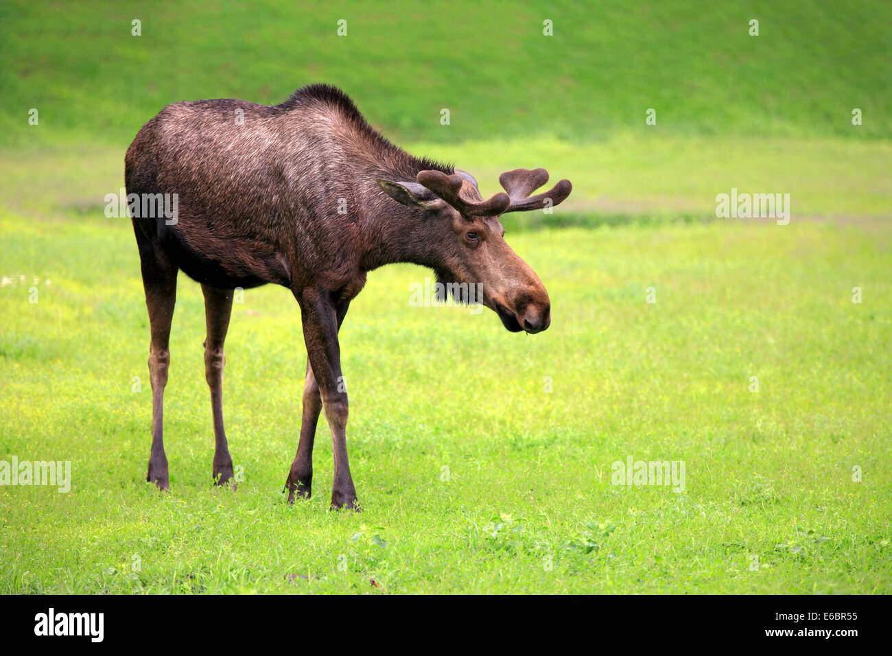 Elch (Alces Alces), Erwachsene, Männlich, Alaska Wildlife Conservation Center, Anchorage, Alaska, Vereinigte Staaten Stockfoto
