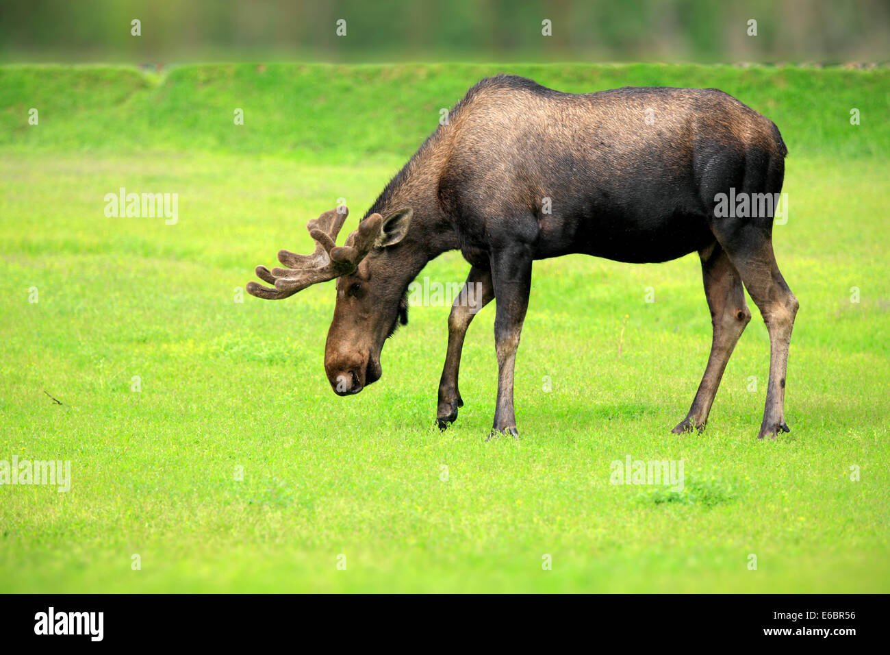 Elch (Alces Alces), Erwachsene, Männlich, Alaska Wildlife Conservation Center, Anchorage, Alaska, Vereinigte Staaten Stockfoto
