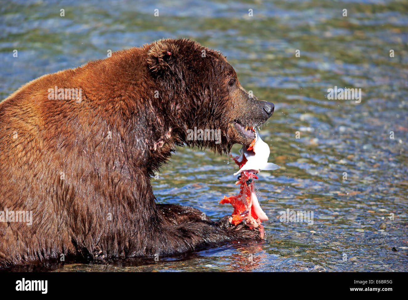 Grizzly Bär (Ursus Arctos Horribilis) Erwachsenen, im Wasser, Fütterung, Brooks River, Katmai Nationalpark und Reservat, Alaska Stockfoto