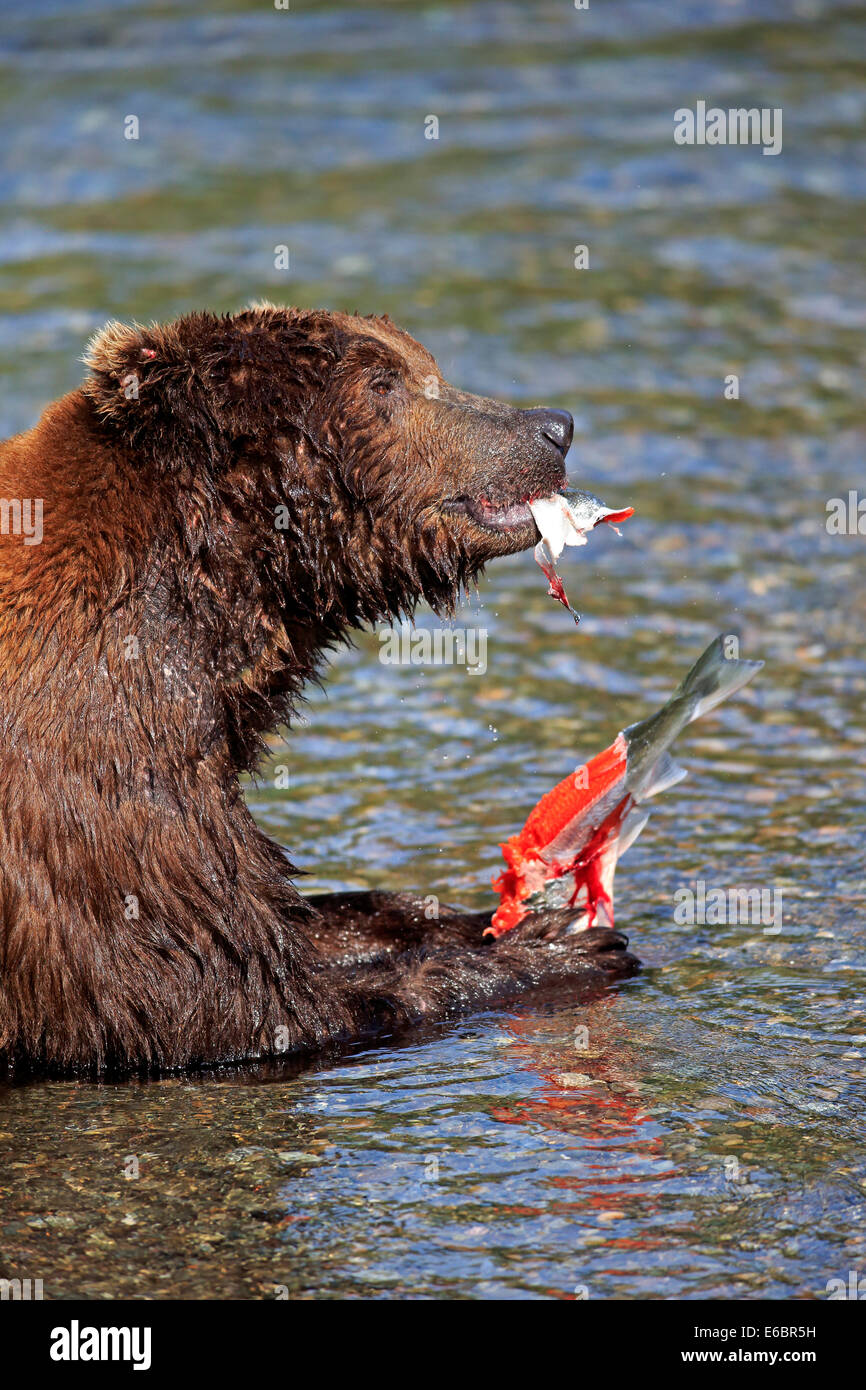 Grizzly Bär (Ursus Arctos Horribilis) Erwachsenen, im Wasser, Fütterung, Brooks River, Katmai Nationalpark und Reservat, Alaska Stockfoto