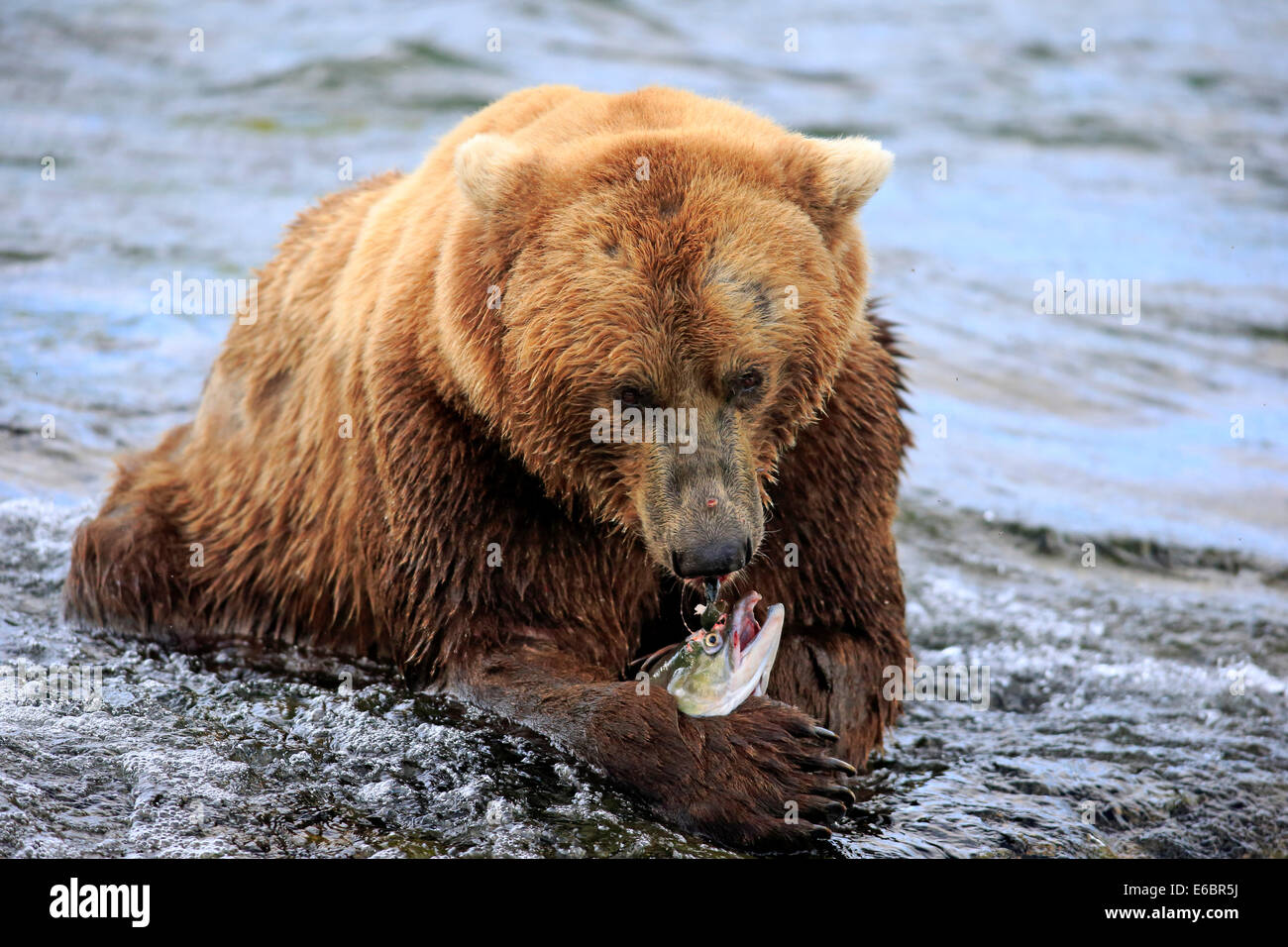 Grizzly Bär (Ursus Arctos Horribilis) Erwachsenen, im Wasser, Fütterung, Brooks River, Katmai Nationalpark und Reservat, Alaska Stockfoto