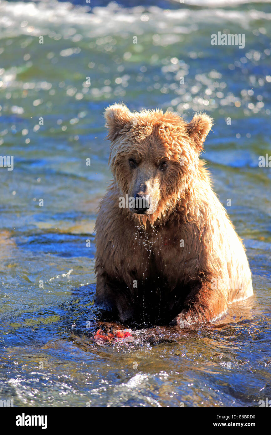 Grizzly Bär (Ursus Arctos Horribilis) Erwachsenen, im Wasser, Fütterung, Brooks River, Katmai Nationalpark und Reservat, Alaska Stockfoto