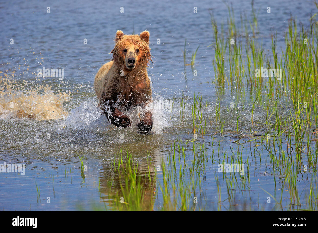 Grizzly Bär (Ursus Arctos Horribilis) Erwachsenen, ausgeführt durch Wasser, Brooks River, Katmai Nationalpark und Reservat, Alaska Stockfoto