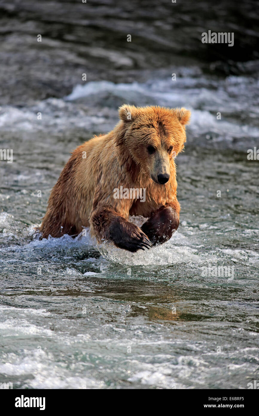 Grizzly Bär (Ursus Arctos Horribilis) Erwachsenen, Jagd im Wasser, Brooks River, Katmai Nationalpark und Reservat, Alaska Stockfoto