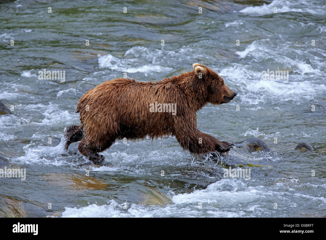 Grizzly Bär (Ursus Arctos Horribilis) Jagd im Wasser, Brooks River, Katmai Nationalpark und Reservat, Alaska Stockfoto