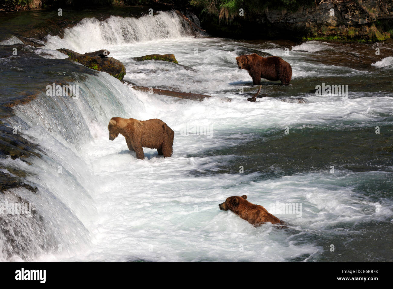 Grizzly Bär (Ursus Arctos Horribilis), Gruppe im Wasser auf Nahrungssuche, Jagd, Brooks River, Katmai Nationalpark und Reservat Stockfoto