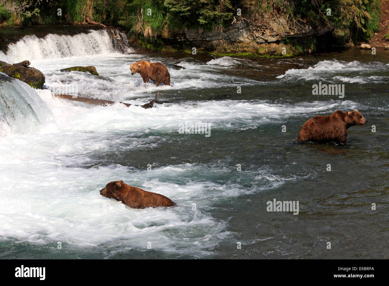Grizzly Bär (Ursus Arctos Horribilis), Gruppe im Wasser auf Nahrungssuche, Jagd, Brooks River, Katmai Nationalpark und Reservat Stockfoto