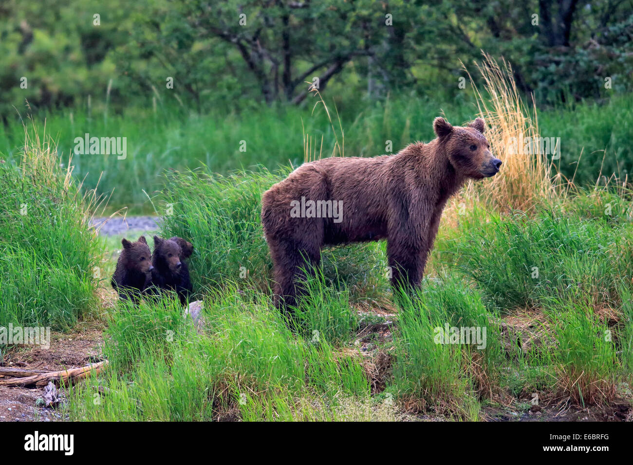 Grizzly Bär (Ursus Arctos Horribilis), Erwachsene, Mutter und jungen, im Wasser, Futter, Brooks River, Katmai National Park und Stockfoto