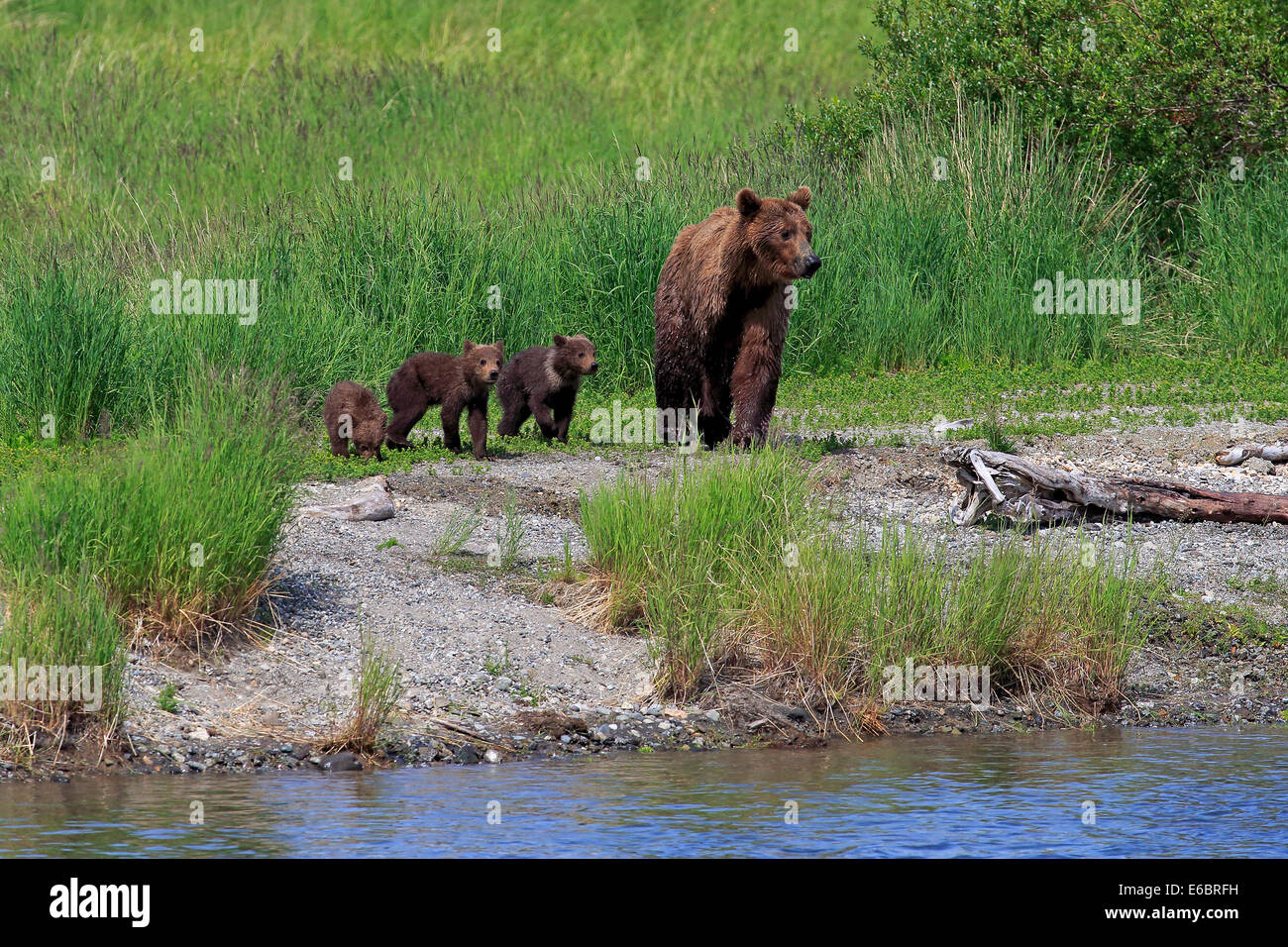 Grizzly Bär (Ursus Arctos Horribilis) Mutter mit jungen am Wasser auf Nahrungssuche, Brooks River, Katmai Nationalpark und Reservat Stockfoto