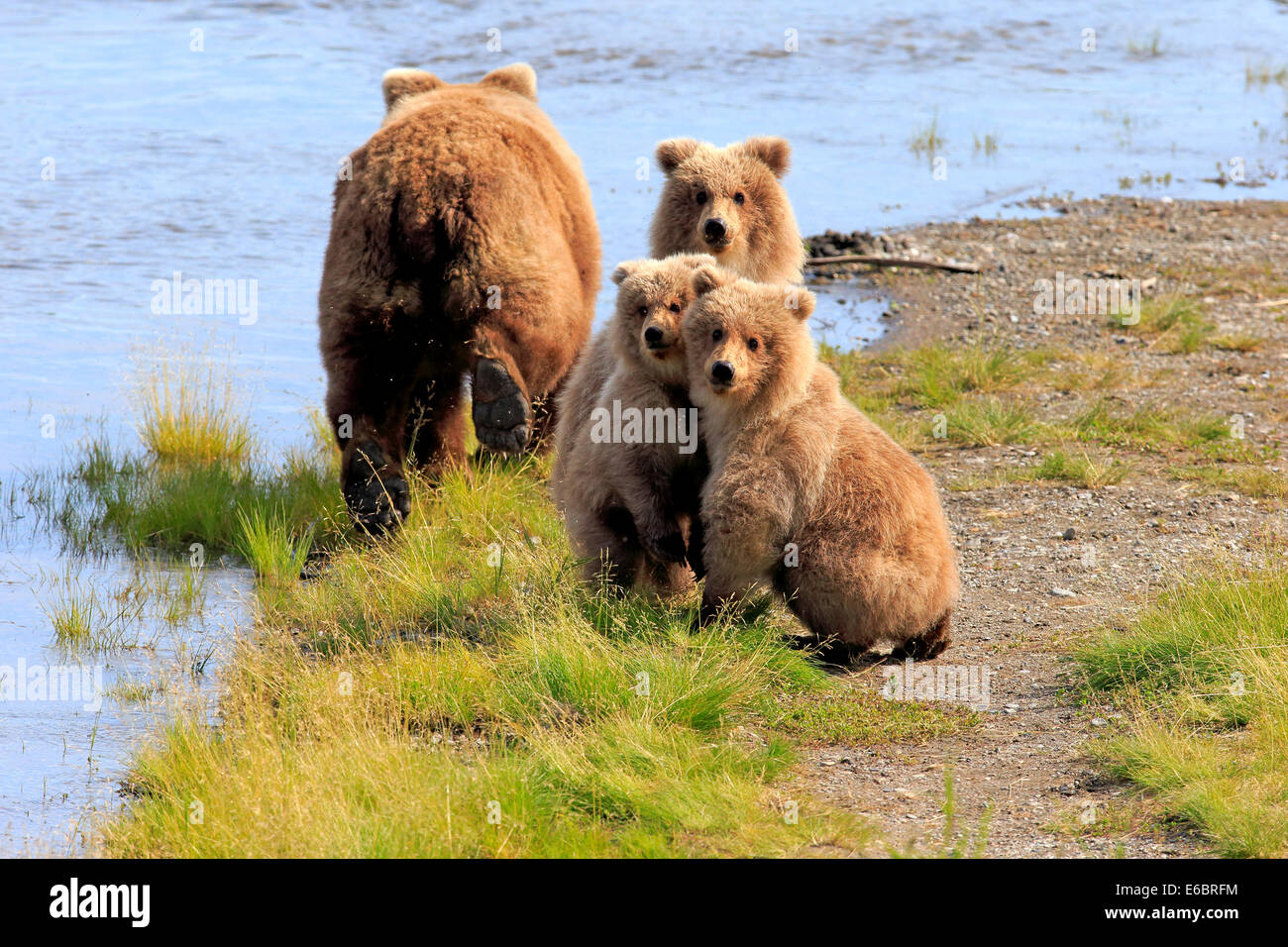 Grizzly Bär (Ursus Arctos Horribilis) Mutter mit jungen am Wasser, Brooks River, Katmai Nationalpark und Reservat, Alaska Stockfoto