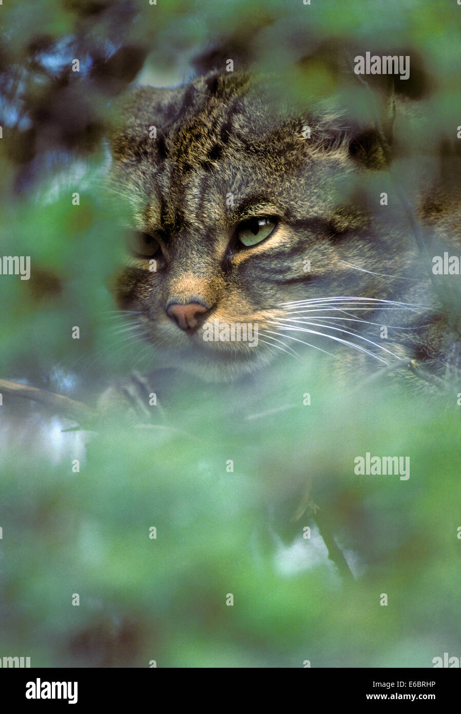 Wildkatze - Felis silvestris Stockfoto