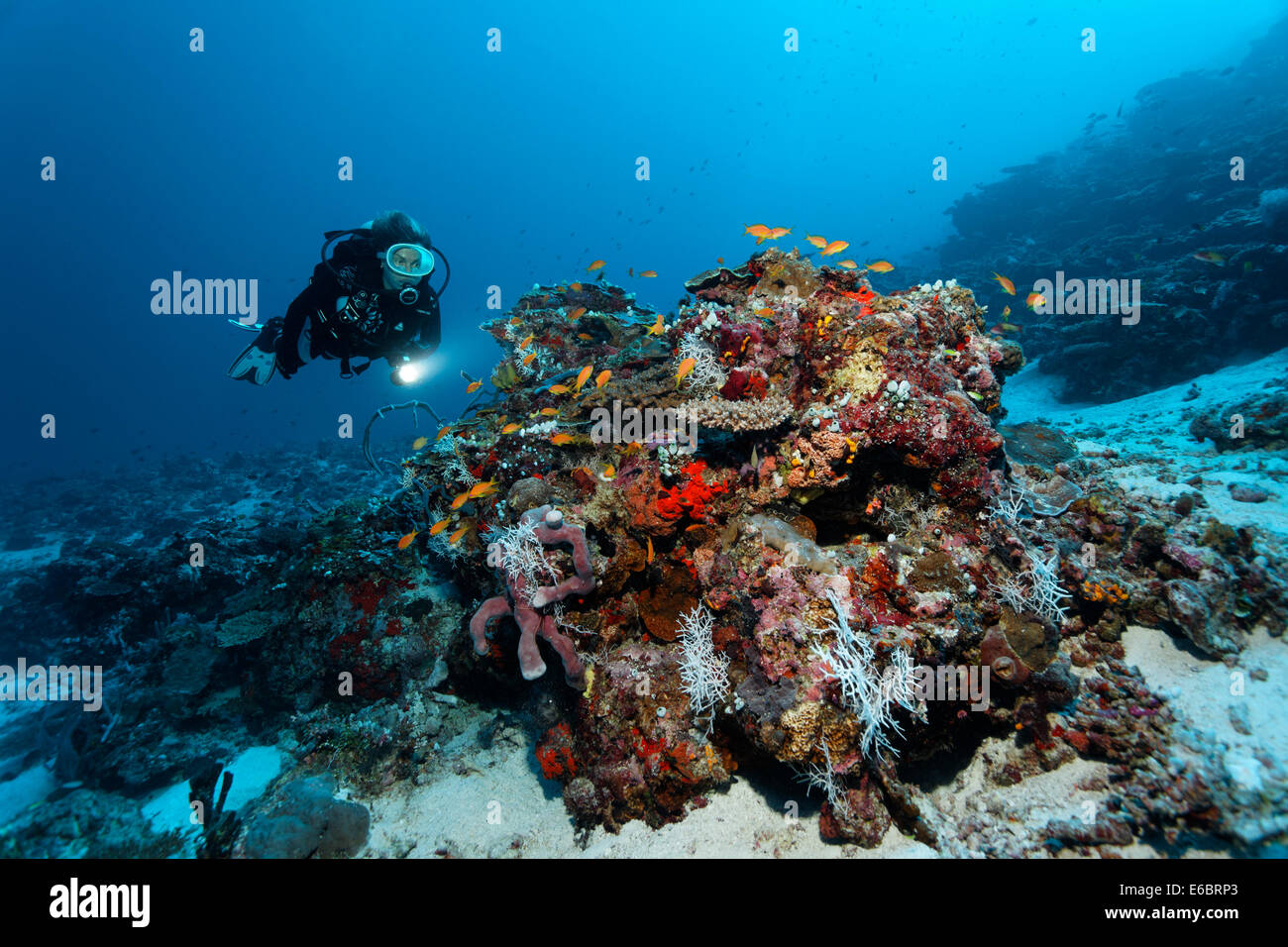 Taucher am Korallenblock mit verschiedenen Korallen und Schwämme, Fischschwarm von Anthias (Anthiinae), Indischer Ozean, Bolifushi Stockfoto