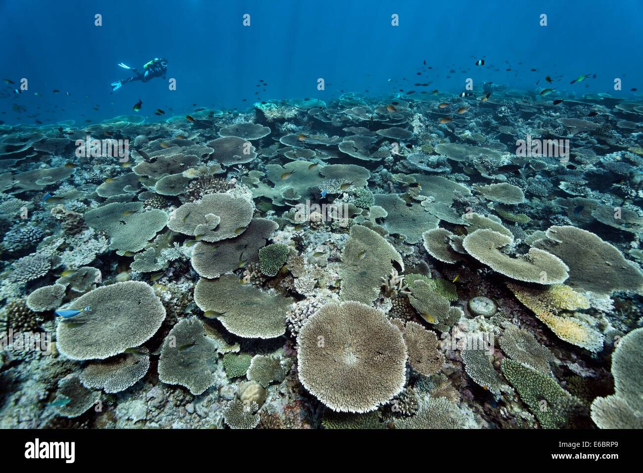 Taucher über Riff flach mit Acropora Tabelle Korallen (Acropora Hyacinthus), Indischer Ozean, Bolifushi, Süd-Malé-Atoll, Malediven Stockfoto