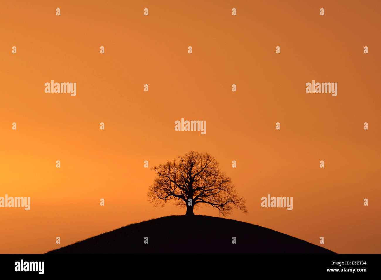 Baum auf Moränenhügel im Abendlicht, Hirzel, Kanton Zürich, Schweiz Stockfoto