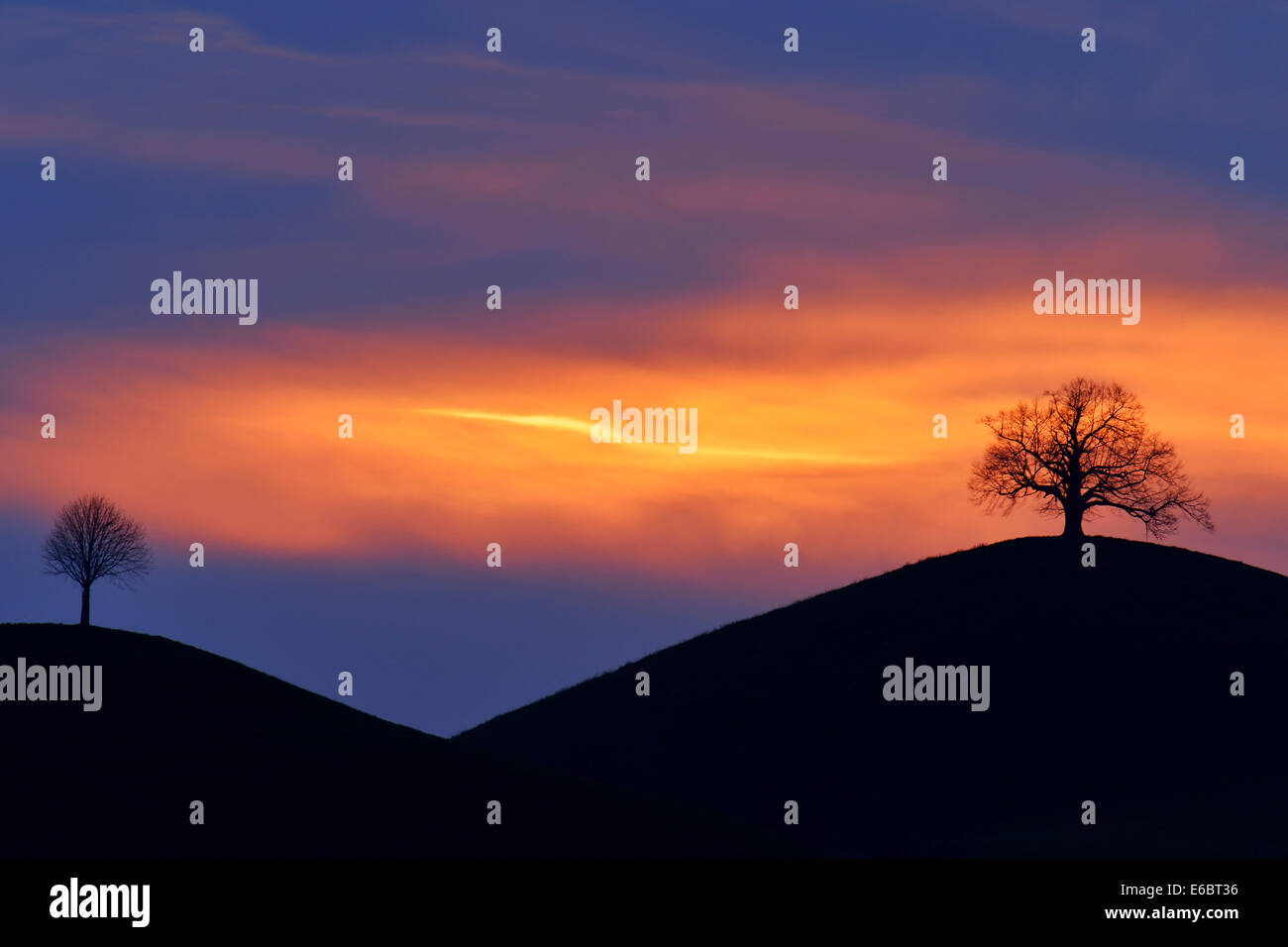 Zwei Bäume auf die Moränenhügel, im Abendlicht, Hirzel, Kanton Zürich, Schweiz Stockfoto