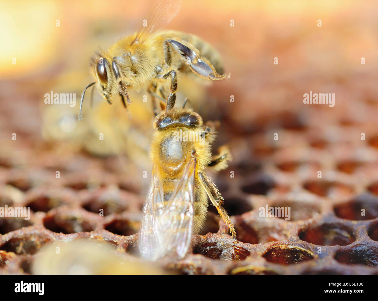 Auf Wachs-Kamm Angriff auf Außenseiter Biene Biene (Apis Mellifera var. Carnca) Stockfoto