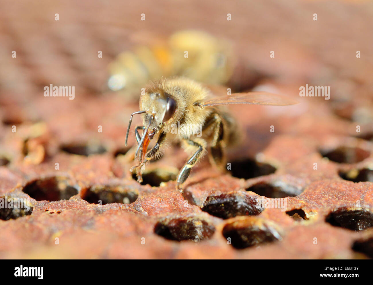 Biene (Apis Mellifera var. Nica) auf Kamm mit verdeckelten Brutwaben, die Reinigung der Zunge Stockfoto