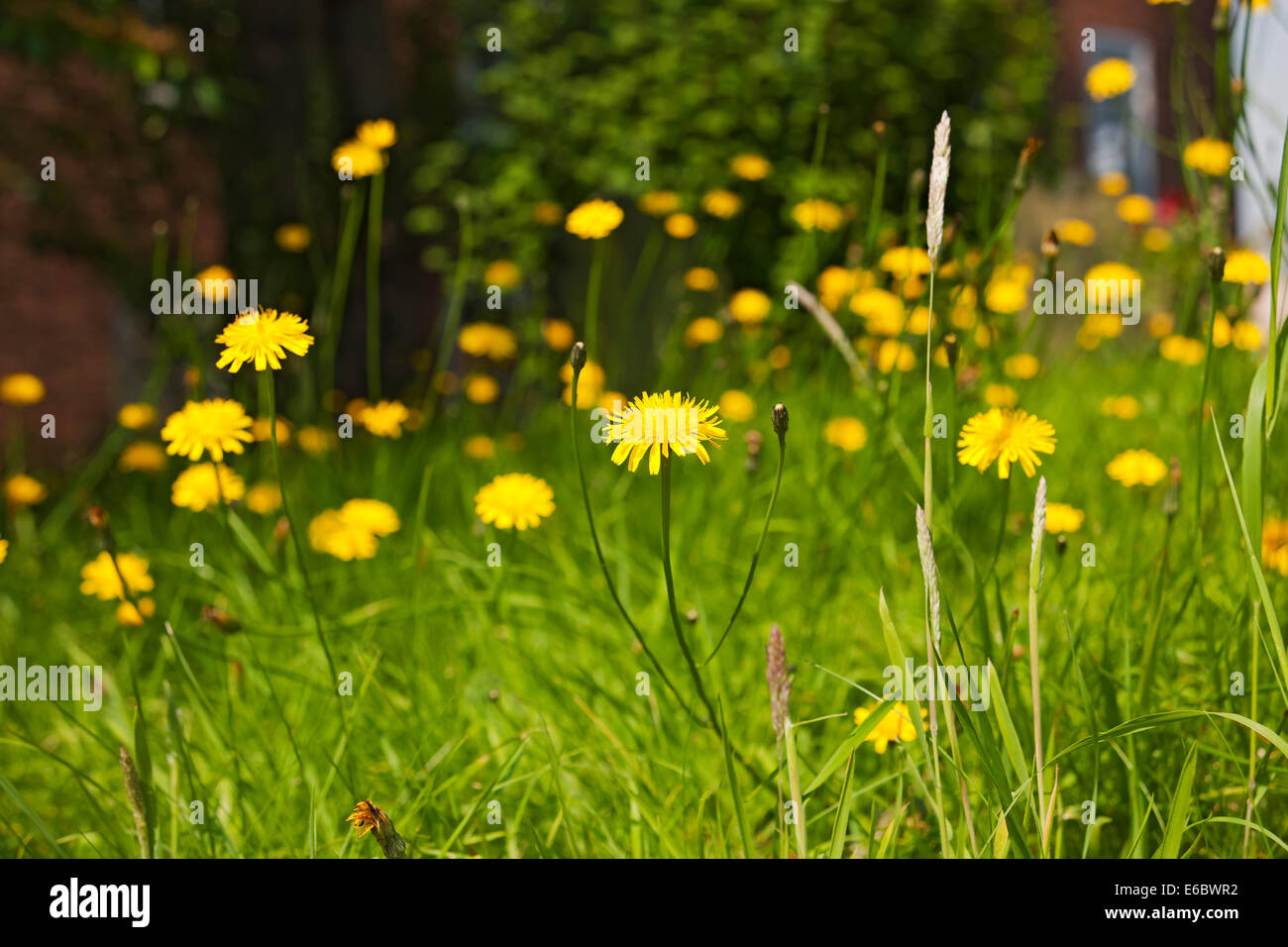 Nahaufnahme von gelben, glatten Falken Bart HawksBart Blumen Blume blühen im Sommer England Großbritannien Großbritannien Großbritannien Großbritannien Stockfoto