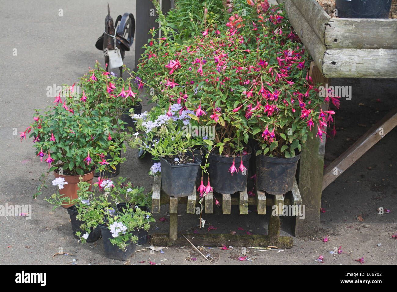 Pflanzen für den Verkauf im Besucherzentrum an Upton House und Gärten, Warwickshire, England, UK Stockfoto