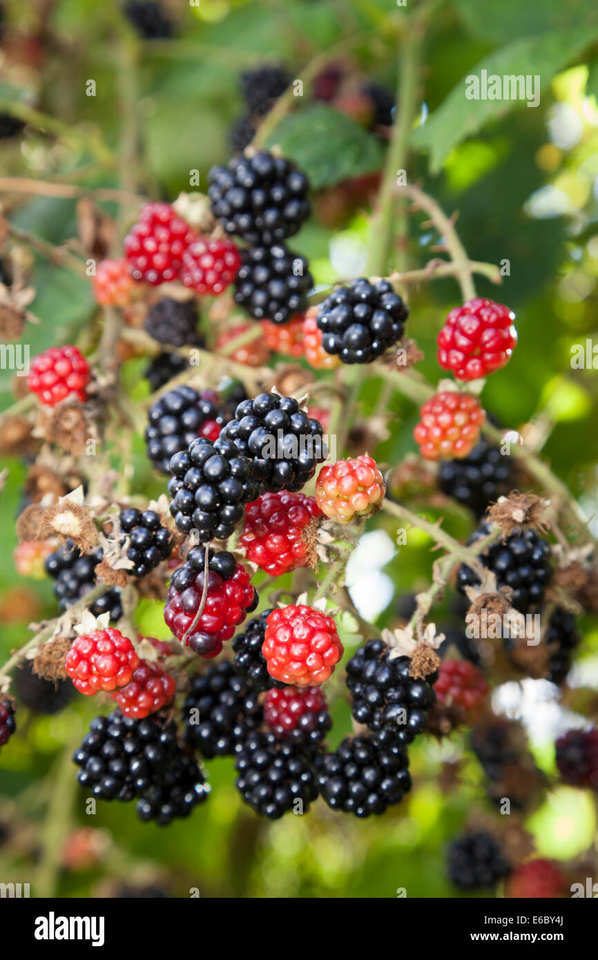 Brombeeren Reifen auf einem dornigen Busch am Ende des Sommers. Stockfoto