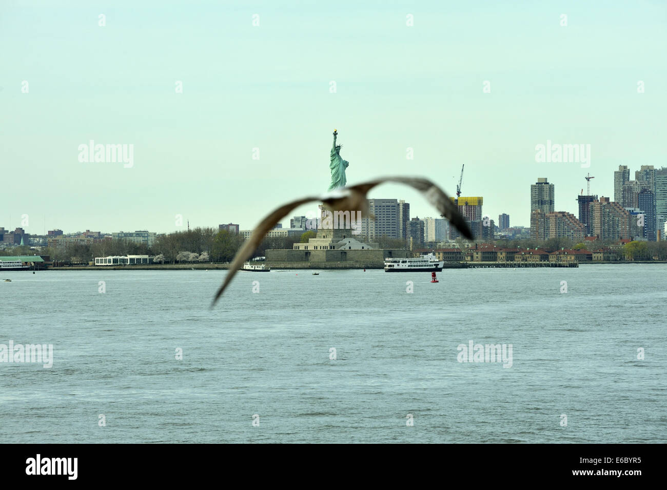 Eine Möwe behindert die Sicht auf die Freiheitsstatue. New York, USA Stockfoto