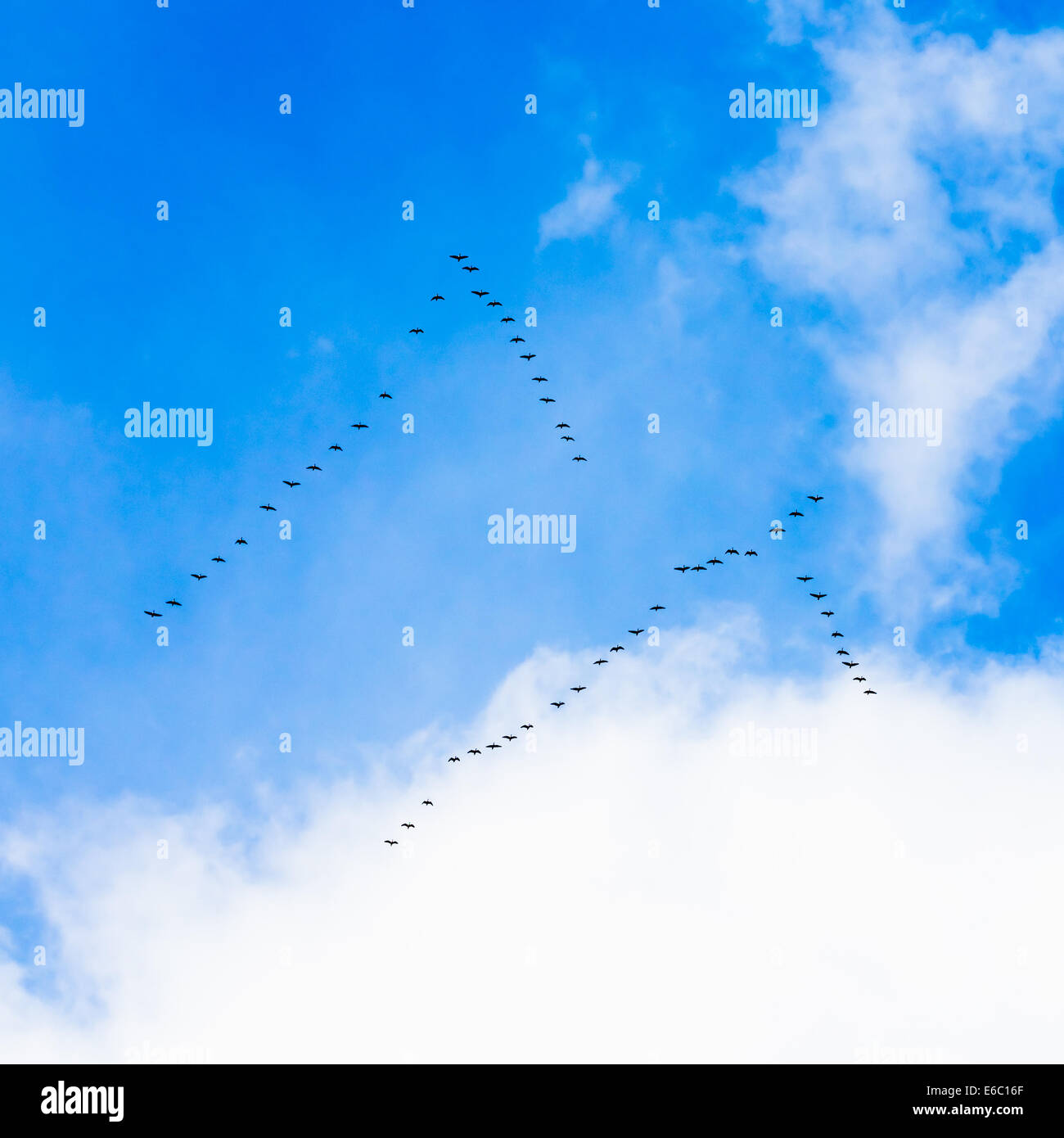 Herde Gänse fliegen In V-Formation fliegen In blauen Frühlingshimmel Stockfoto