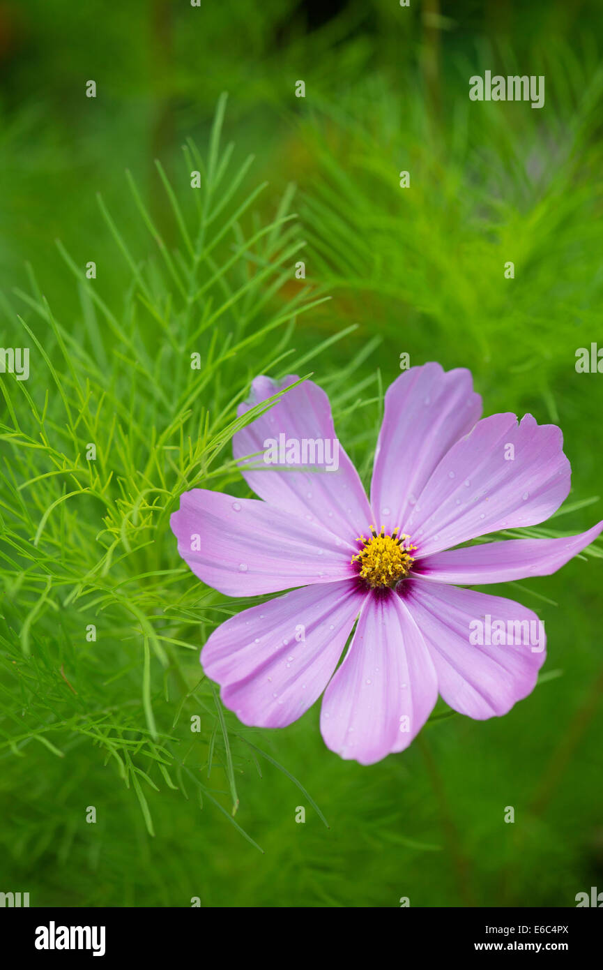 Cosmos Bipinnatus Blume Stockfoto