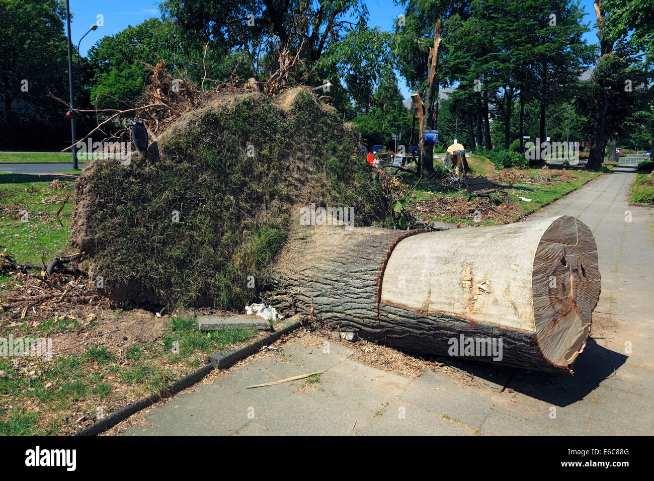 Sturm-Schäden durch Depression "Ela" auf 9. Juni 2014 einen 10. Juni 2014, entwurzelte Baum auf einem Pflaster am Haumann Platz in D-Essen-Rüttenscheid, Ruhrgebiet, Rheinland, Nordrhein-Westfalen, NRW Stockfoto