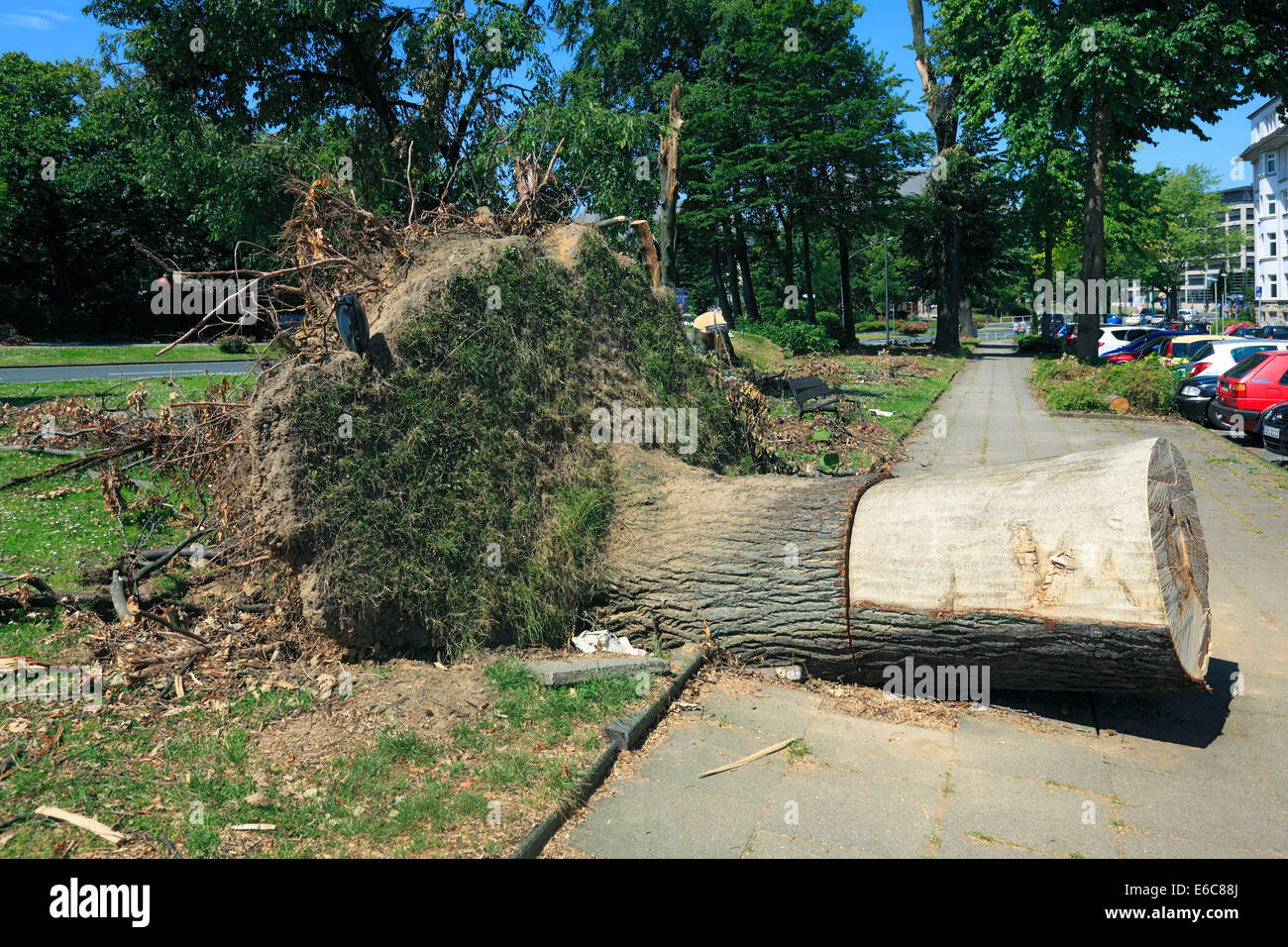 Sturm-Schäden durch Depression "Ela" auf 9. Juni 2014 einen 10. Juni 2014, entwurzelte Baum auf einem Pflaster am Haumann Platz in D-Essen-Rüttenscheid, Ruhrgebiet, Rheinland, Nordrhein-Westfalen, NRW Stockfoto