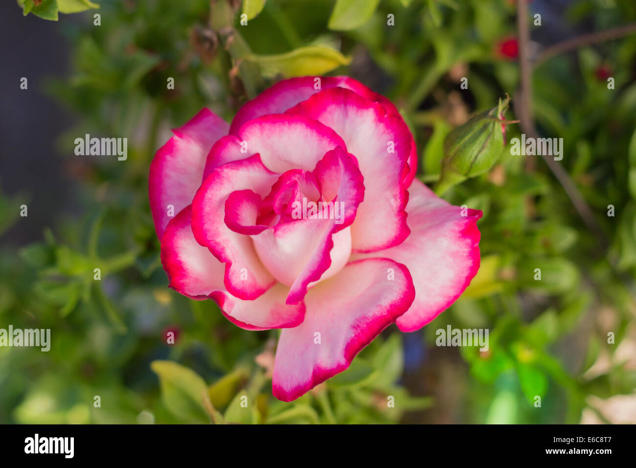 Schöne rosa und weißen gepfropft stieg in einem Blumengarten, Nahaufnahme. Stockfoto