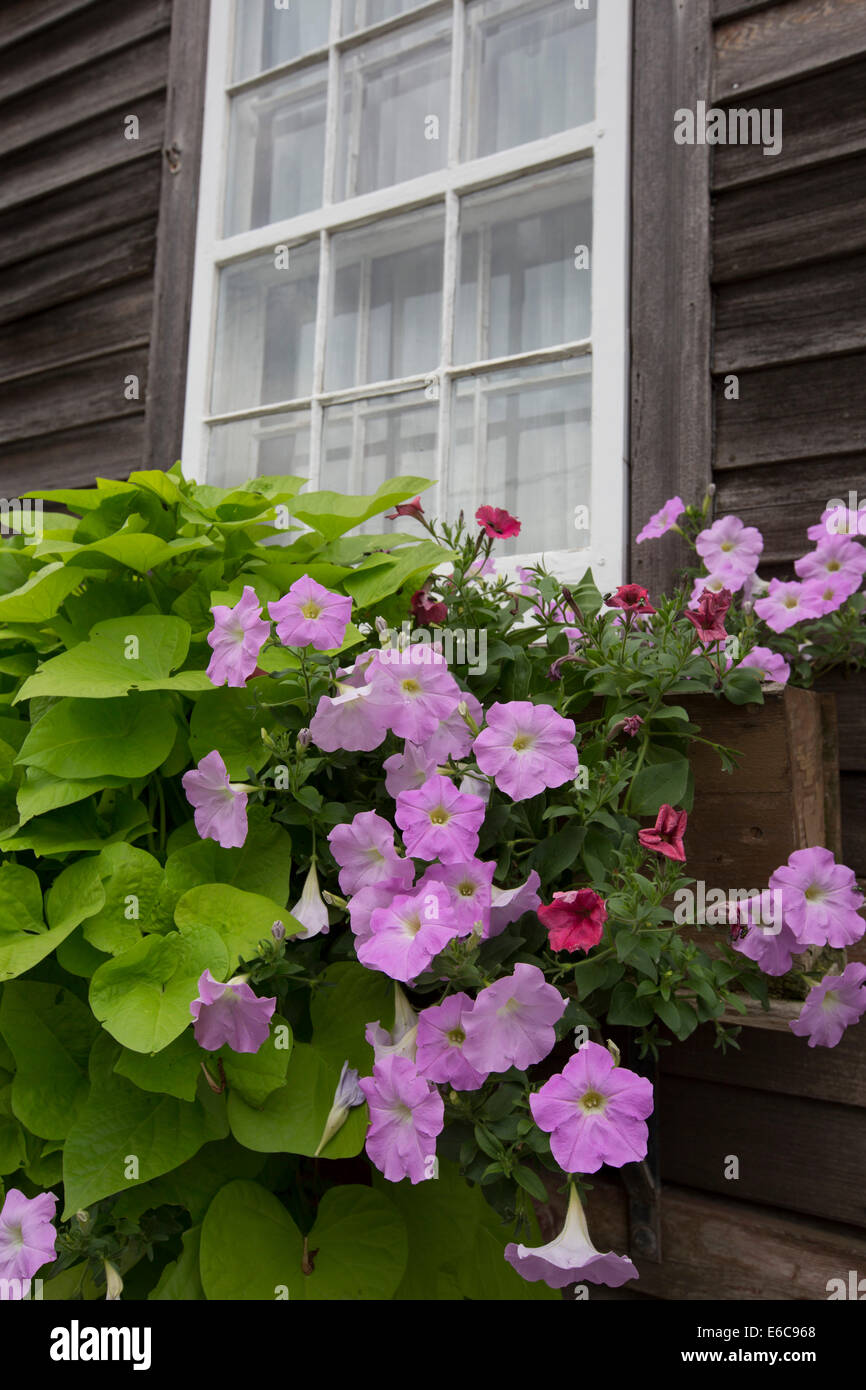 Amana, Iowa - Blumenkasten unter dem Fenster eines Hauses in den kommunalen Amana Kolonien im Jahre 1855 von deutschen Einwanderern gegründet. Stockfoto