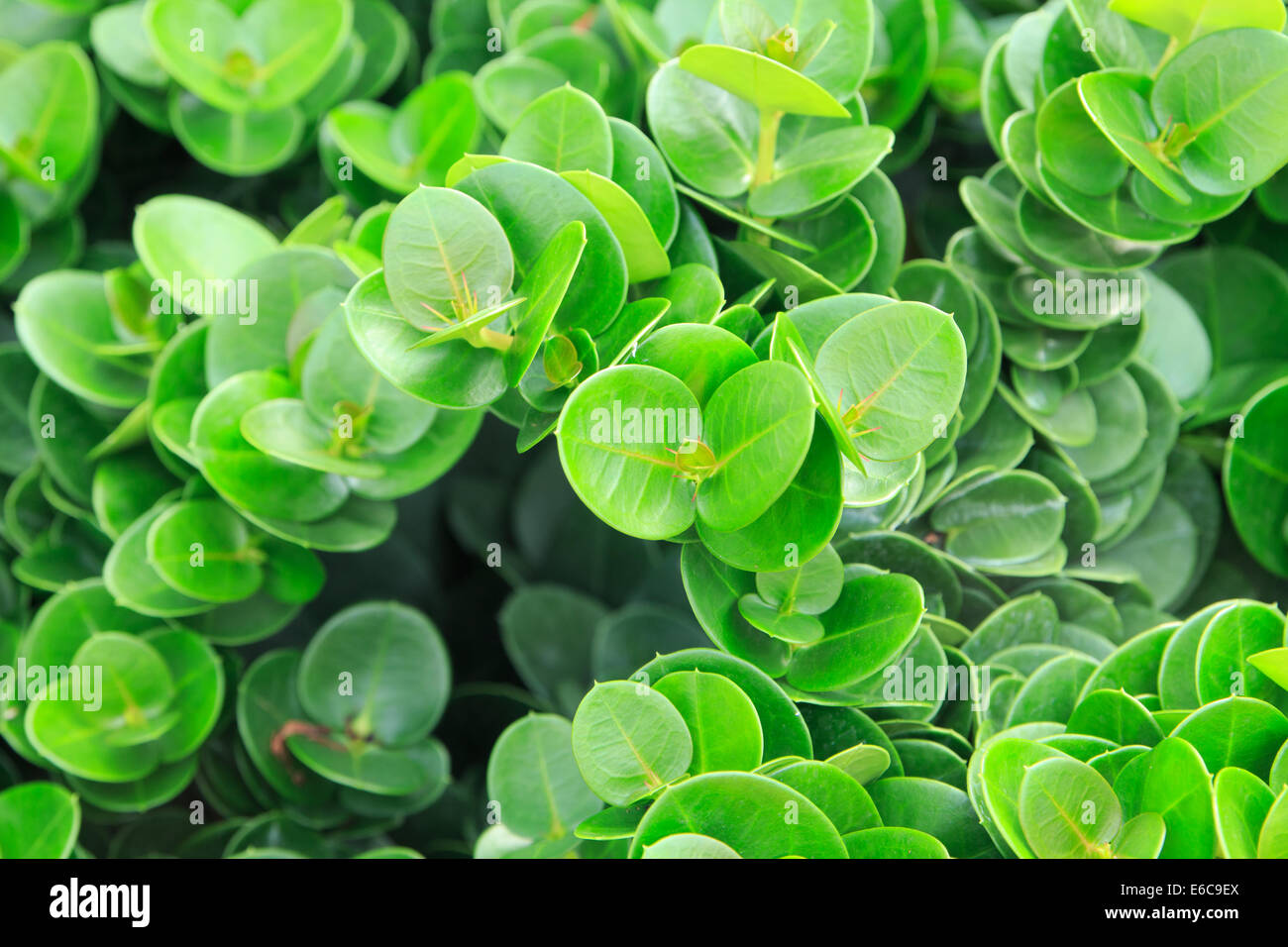 grünes Blatt auf Frühjahrssaison Stockfoto