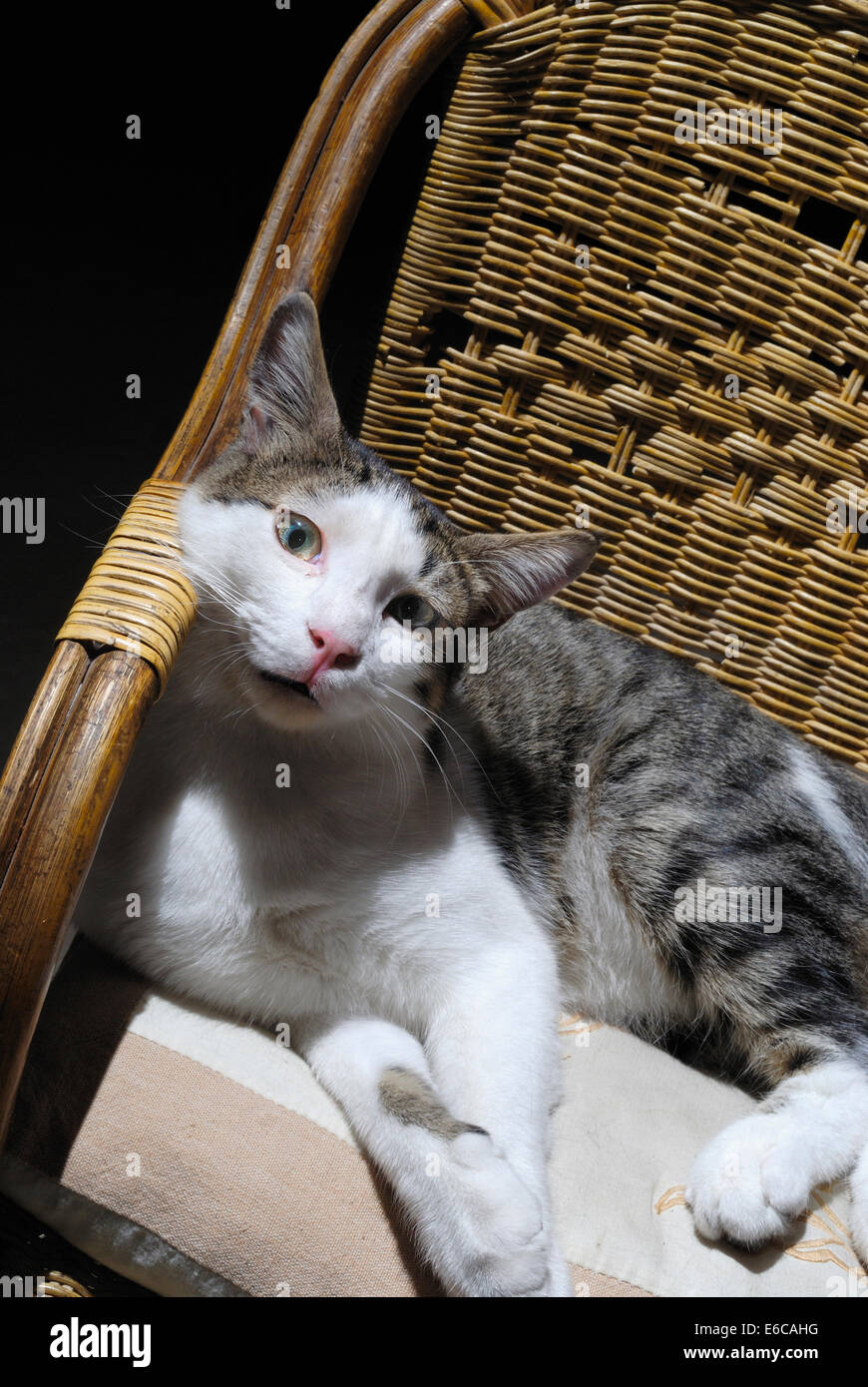 Katze liegend auf hölzernen Korbstuhl Stockfoto