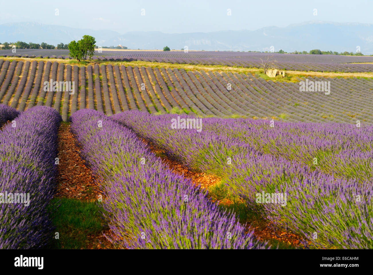 Lavendelfelder, Plateau de Valensole, Provence, Frankreich, Europa Stockfoto