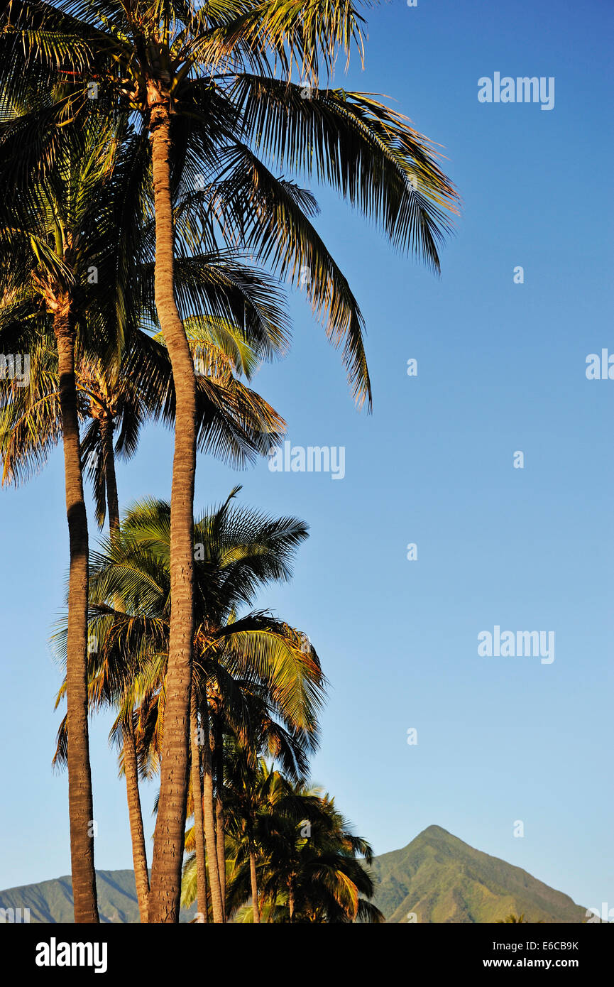 Palmen im frühen Morgenlicht, Hawaii, Kahului, Insel Maui, Hawaii, USA Stockfoto