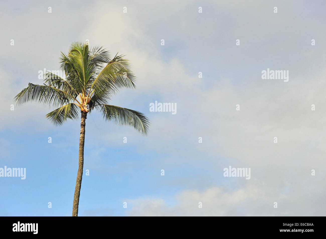 Palm Tree Baumkrone Stockfoto