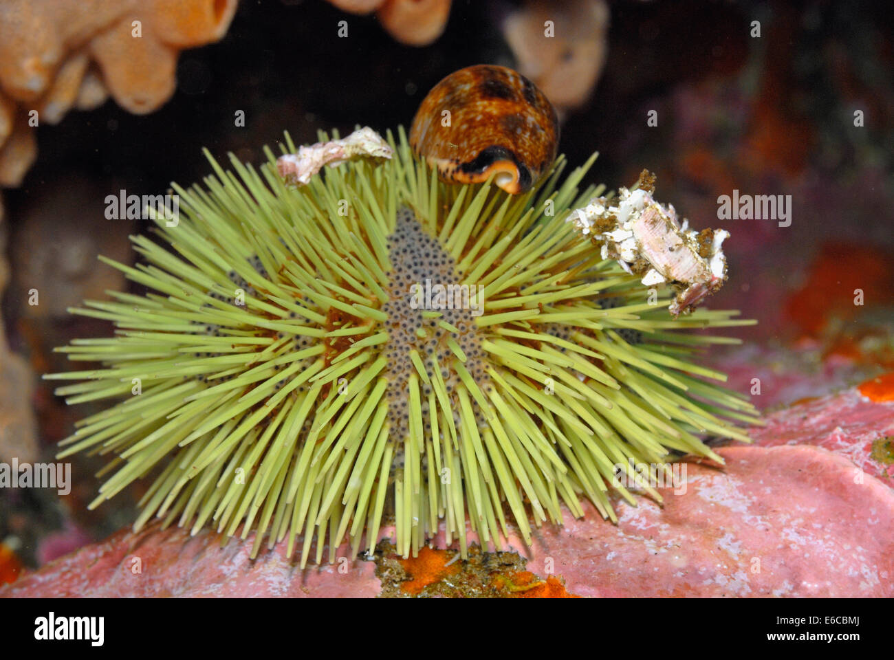 Kleine Hirsch Kauri (Cypraea Cervinetta) auf Green Sea Urchin (Lytechinus Semituberculatus) close-up, Galapagos-Inseln, Ecuador Stockfoto