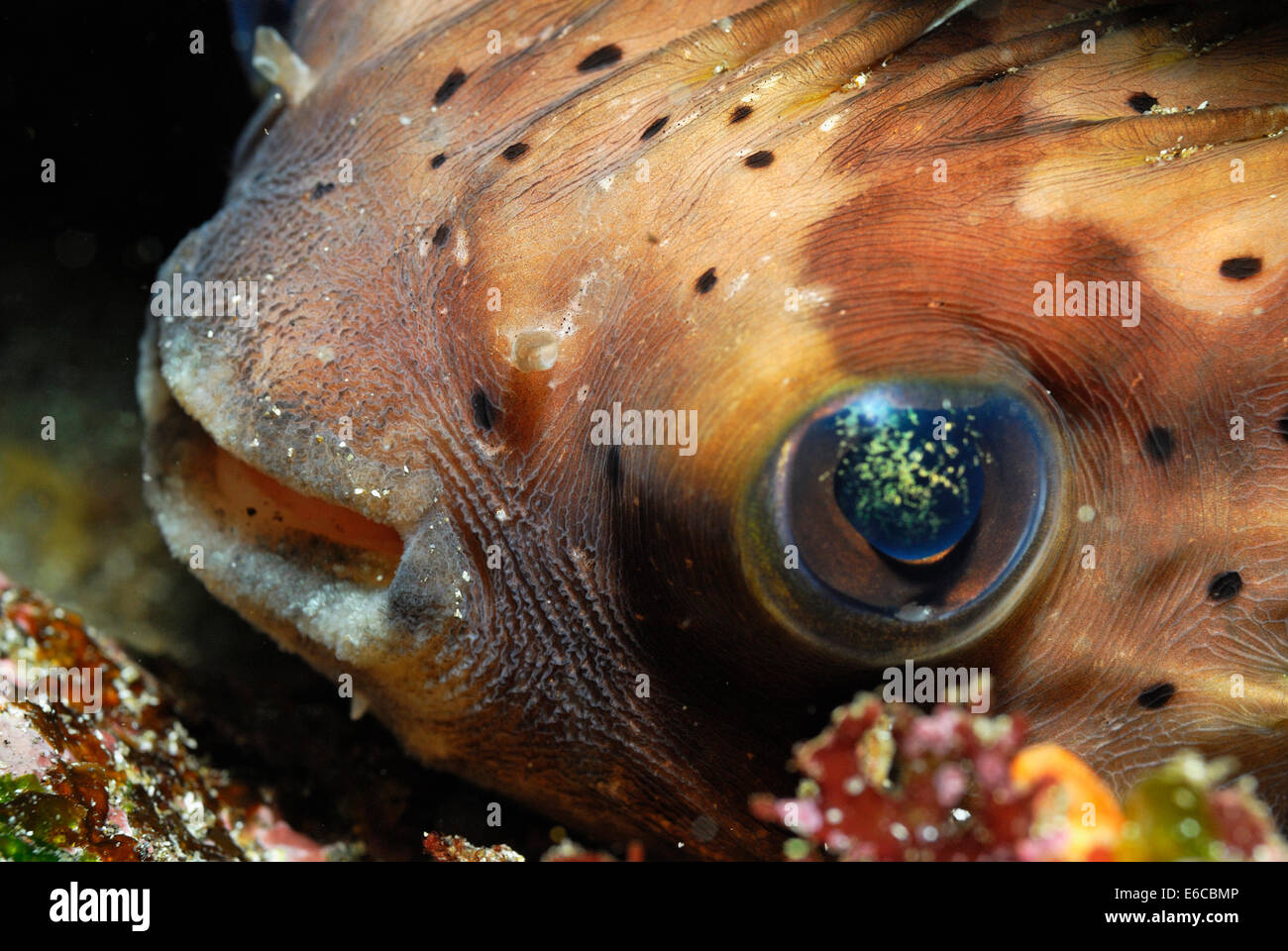 Nahaufnahme der Porcupine Fish (Diodon Hystrix) am Meeresboden, Galapagos-Inseln, Ecuador, Südamerika Stockfoto