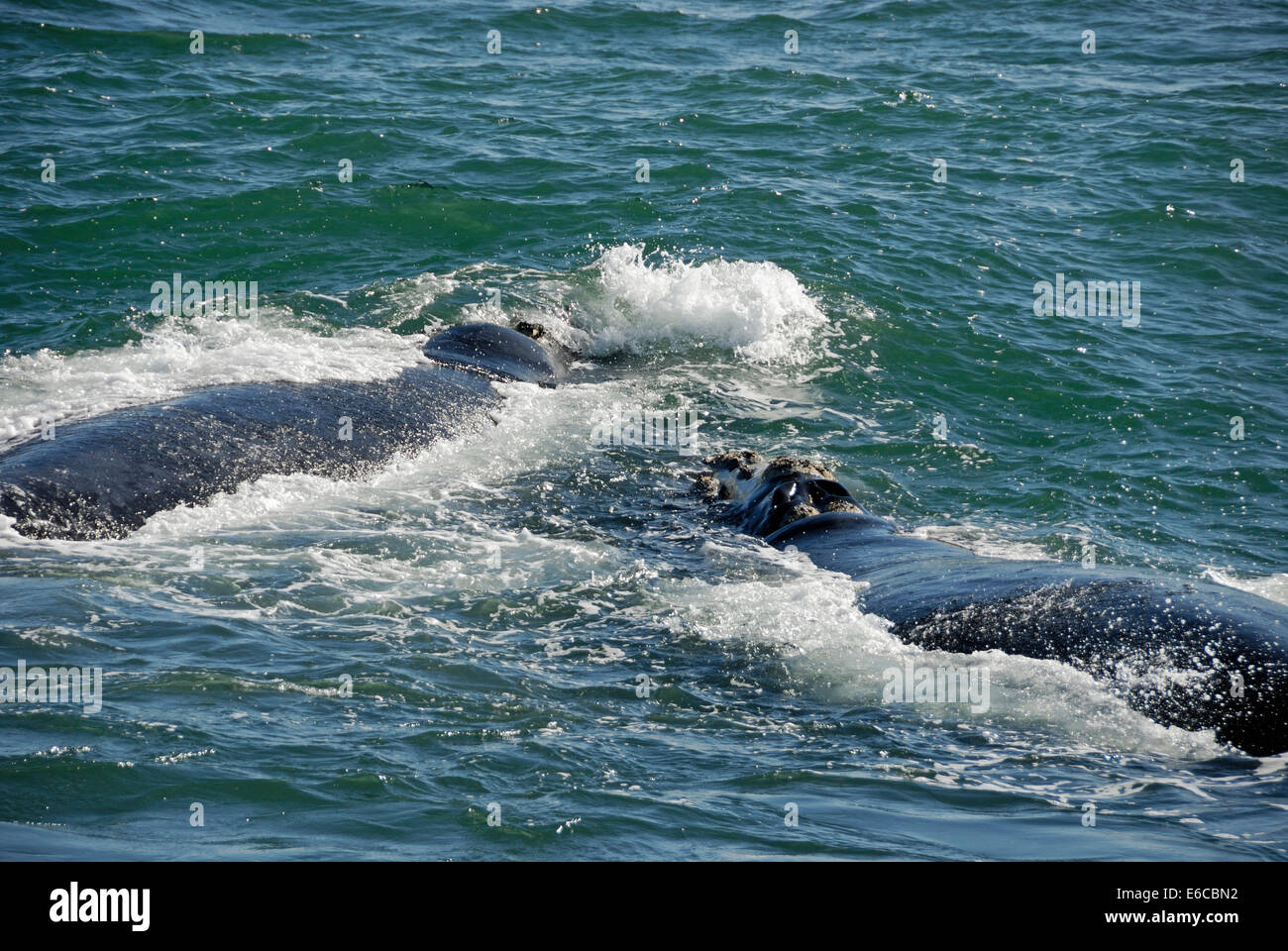 Zwei südliche Glattwale Verletzung (Eubalaena Australis), Südafrika Stockfoto