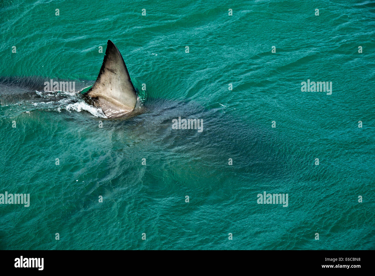 Rückenflosse eines großen Weißen Hai (Carcharodon carcharias) Schwimmen in der Nähe der Wasseroberfläche, Gansbaii, Südafrika Stockfoto
