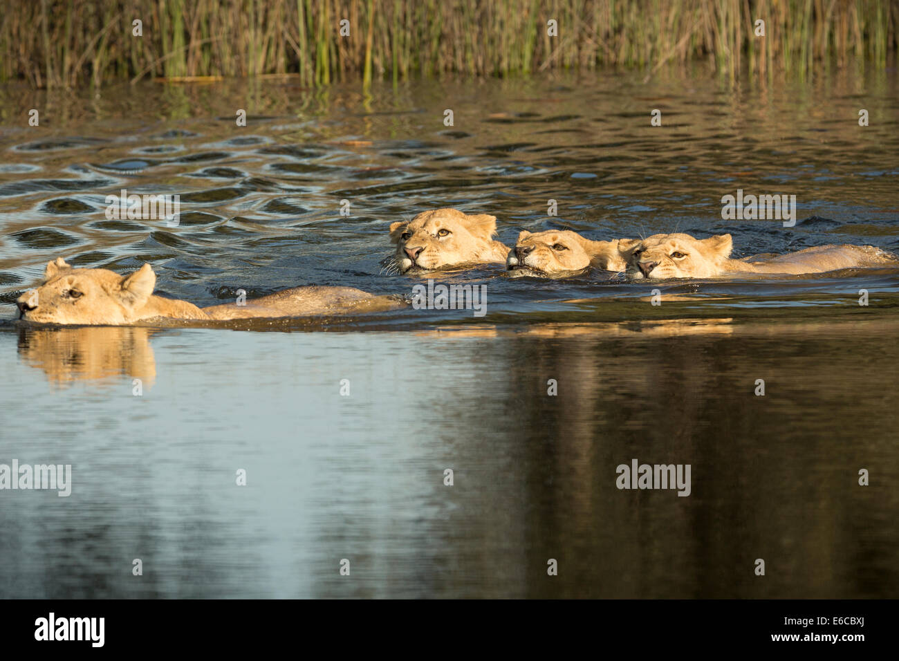 Vier schwimmen Lions Stockfoto